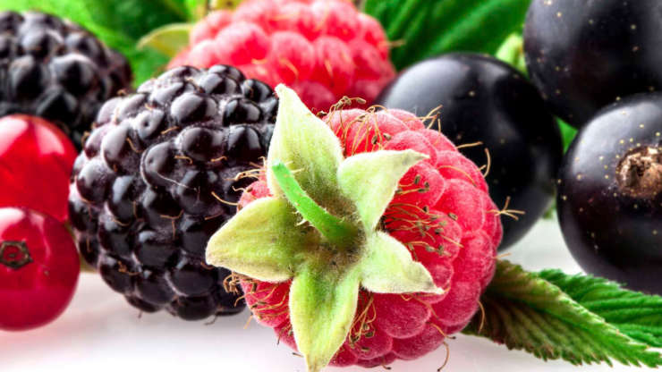 Transformation consciente des fruits rouges Bio, sorbet, confiture, sirop; coulis, une gelée, conserverie (43300 Desges) Hébergement et repas