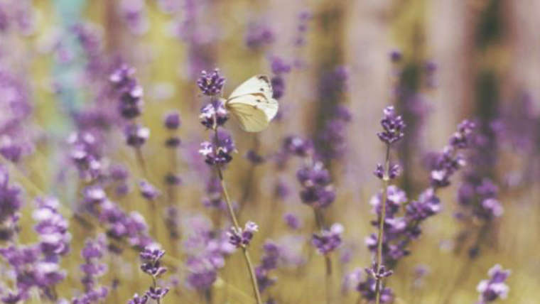 CS Aromathérapie avec des plantes écologiques et des huiles essentielles (59159 Morcoing)