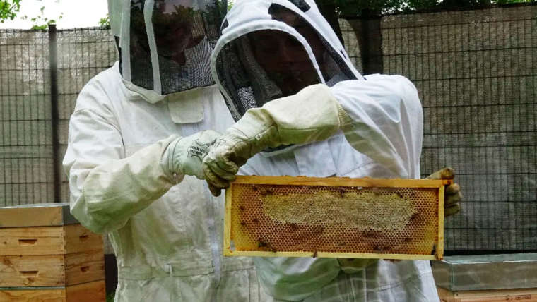 Techniques d’apiculture éthique et écologique repas-midi (59159 Morcoing)(69009 Lyon)