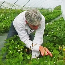 Techniques Production des petits fruits Bio « agriculture consciente » hébergement – repas-midi(43300 Desges)